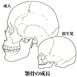 顎骨の成長