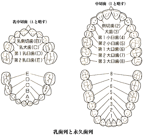 乳歯列と永久歯列